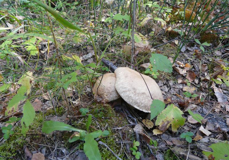 Прикрепленное изображение