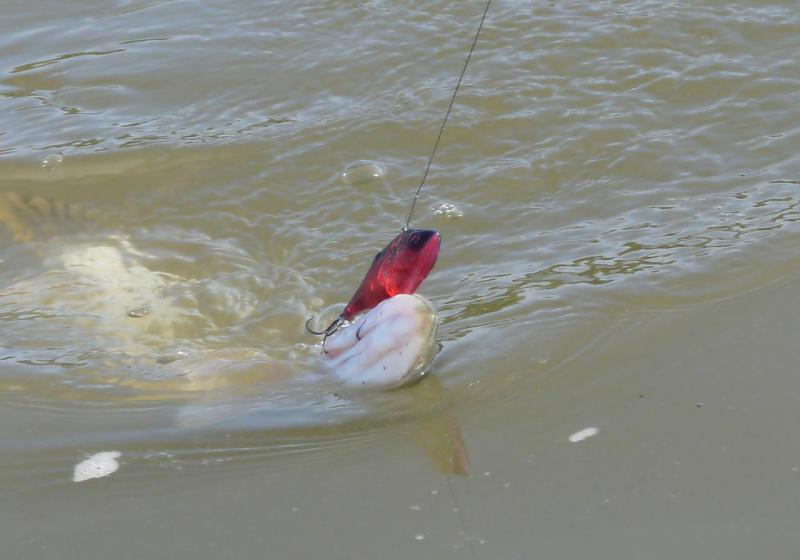 Прикрепленное изображение