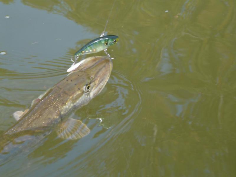 Прикрепленное изображение