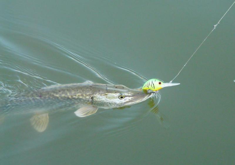 Прикрепленное изображение