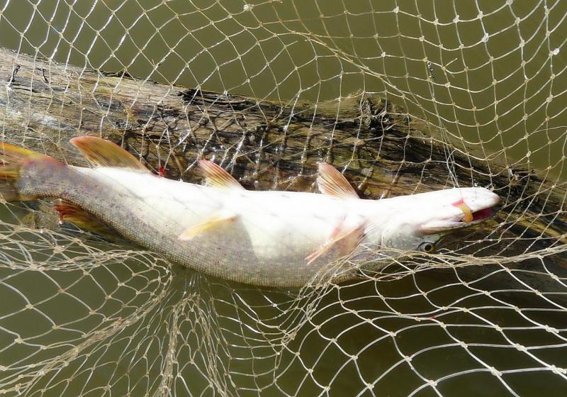 Прикрепленное изображение