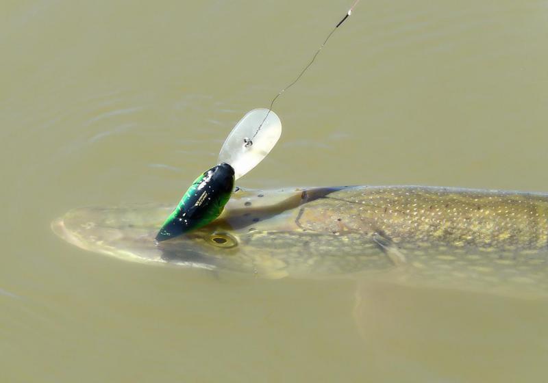 Прикрепленное изображение