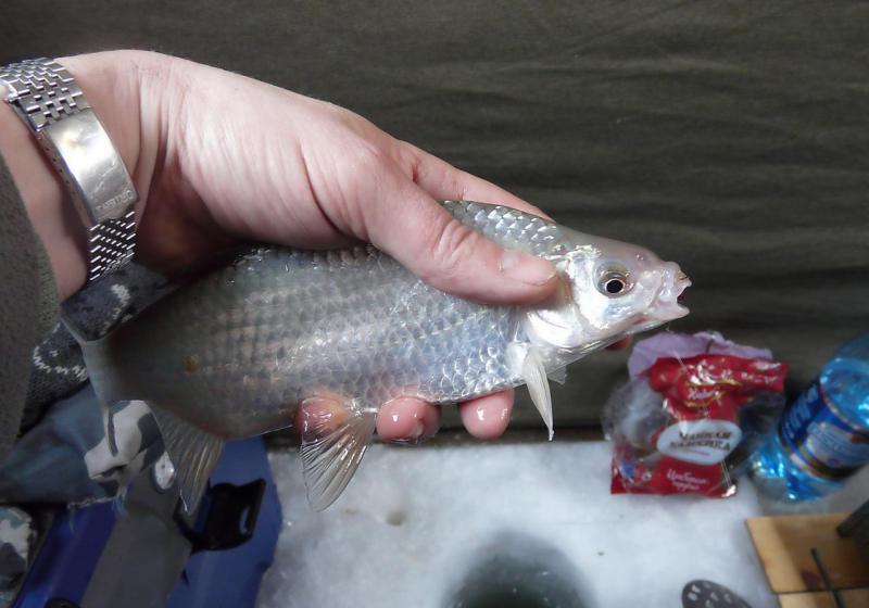 Прикрепленное изображение