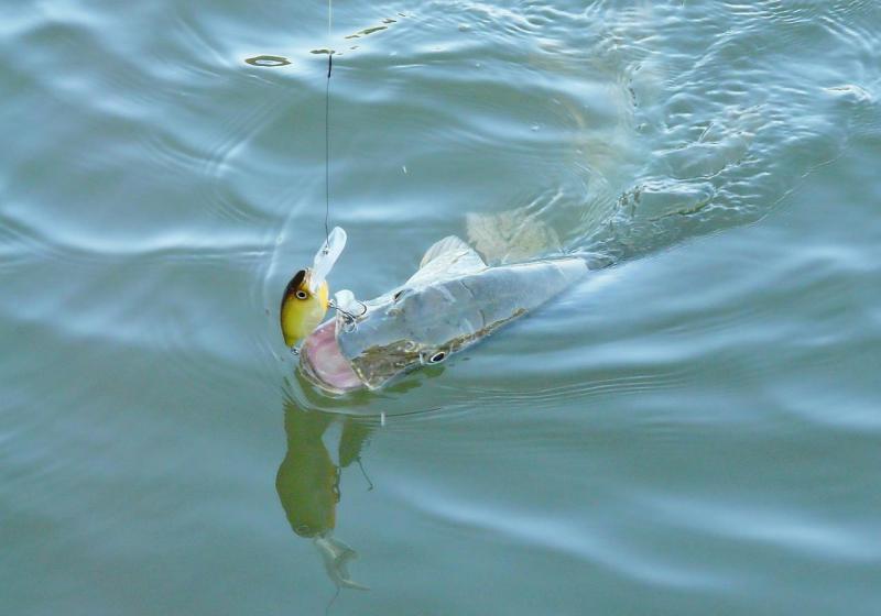 Прикрепленное изображение