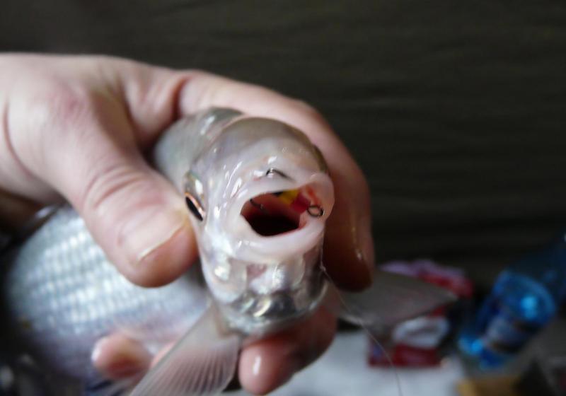 Прикрепленное изображение