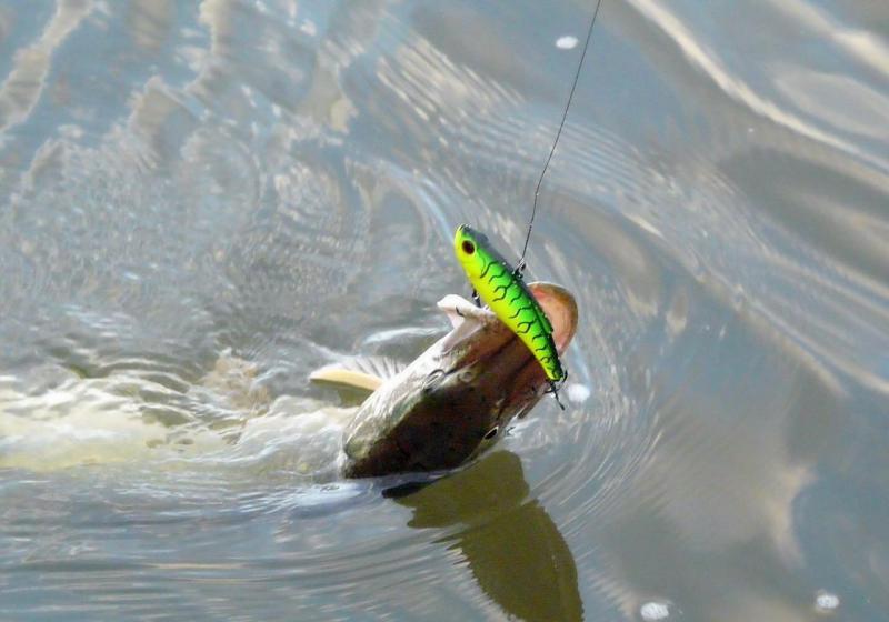 Прикрепленное изображение