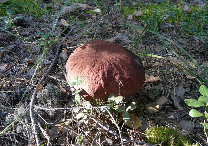 Прикрепленное изображение