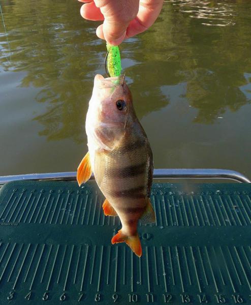 Прикрепленное изображение