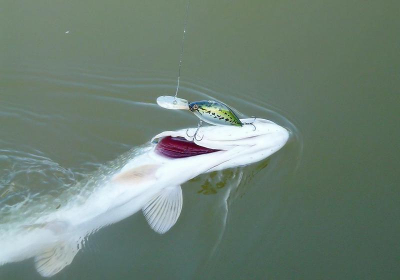 Прикрепленное изображение