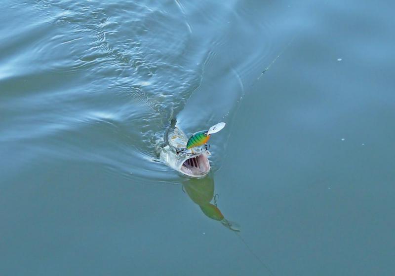 Прикрепленное изображение