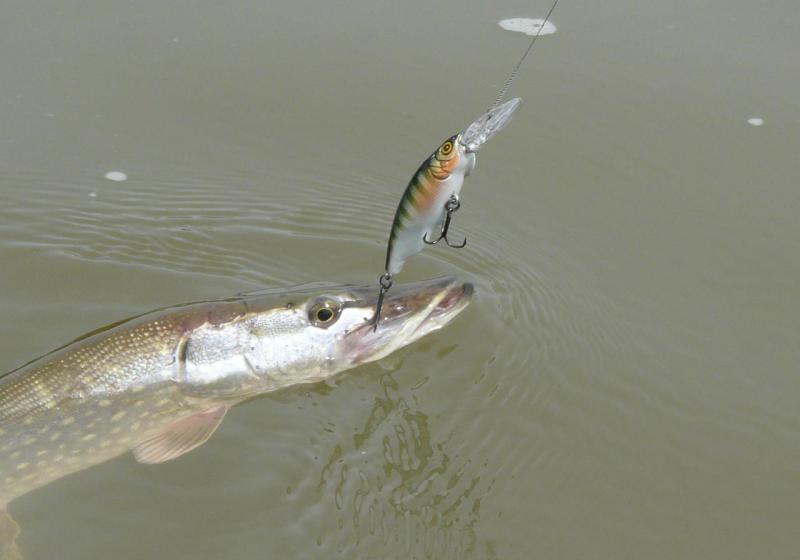 Прикрепленное изображение