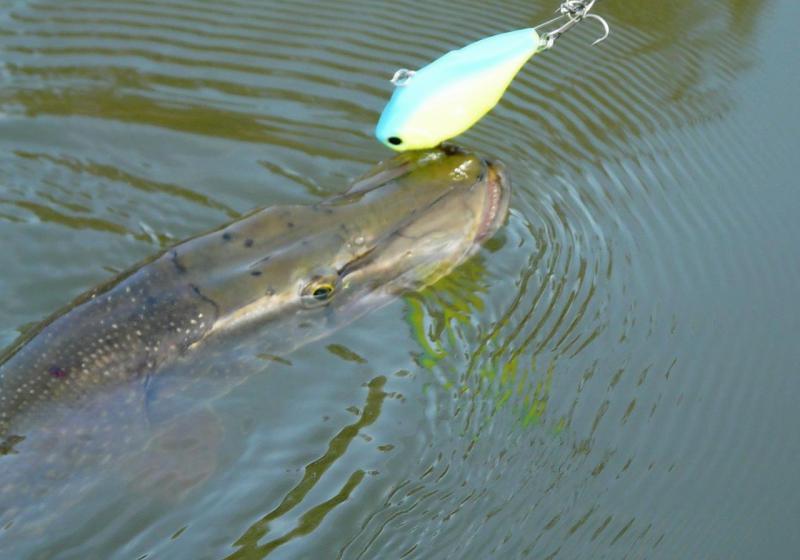 Прикрепленное изображение