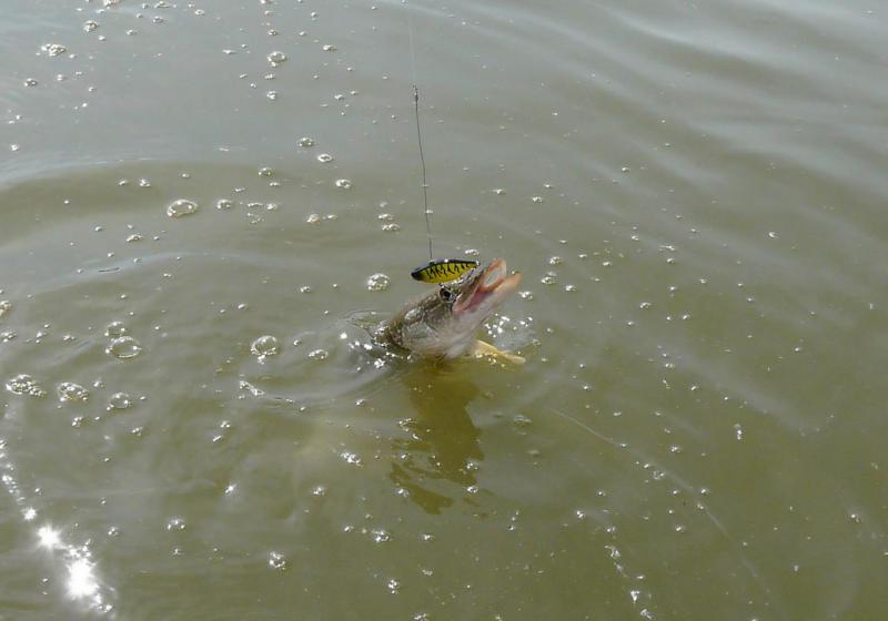 Прикрепленное изображение