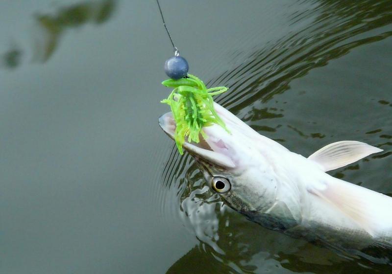 Прикрепленное изображение