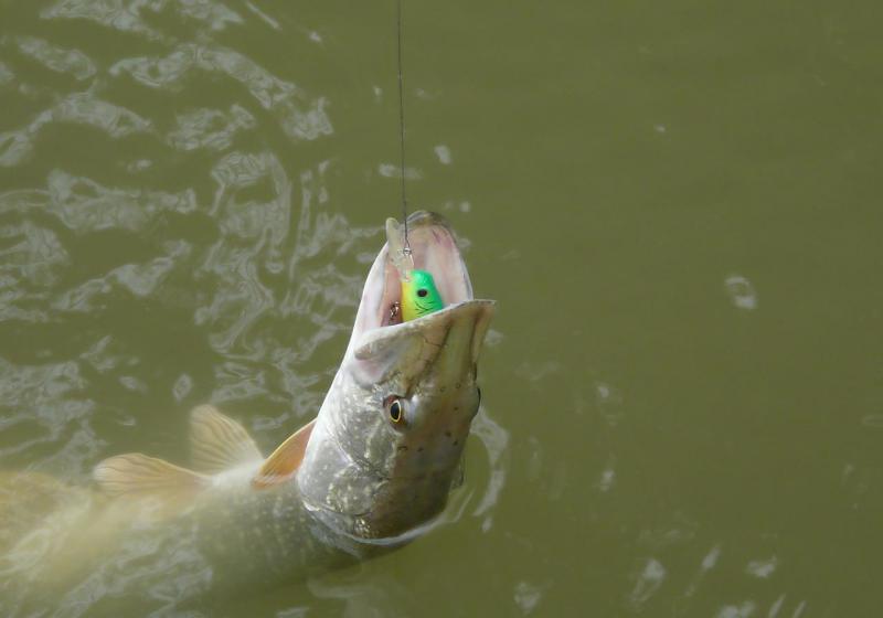 Прикрепленное изображение