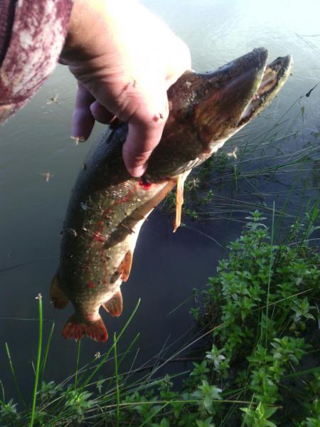 Прикрепленное изображение