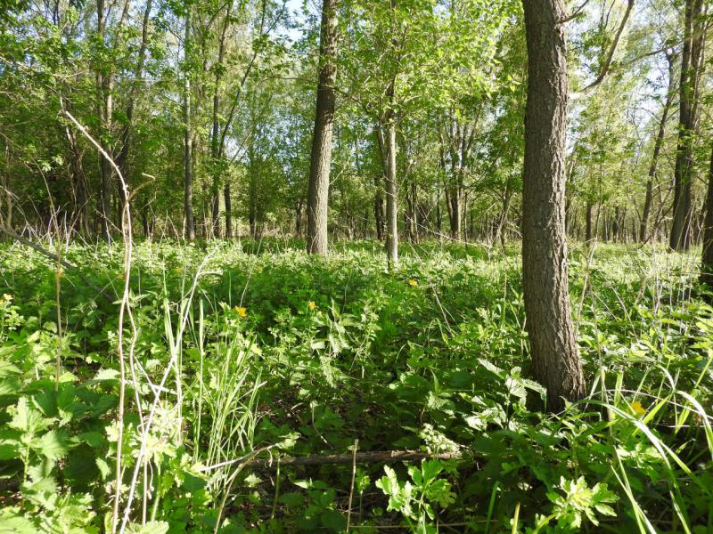 Прикрепленное изображение