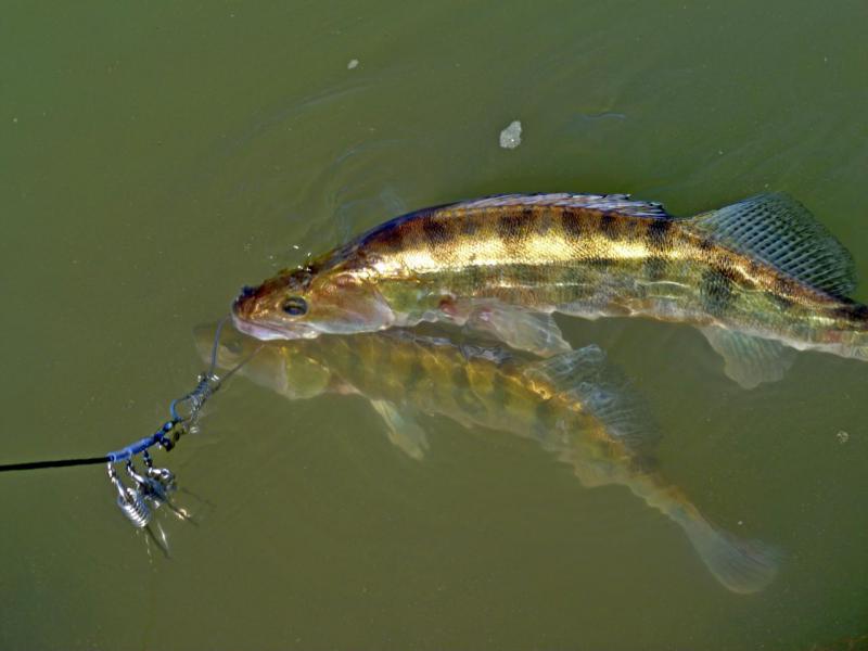 Прикрепленное изображение