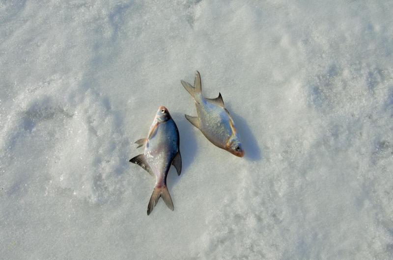 Прикрепленное изображение