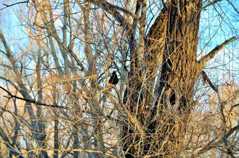 Прикрепленное изображение