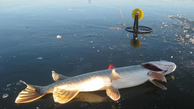 Прикрепленное изображение