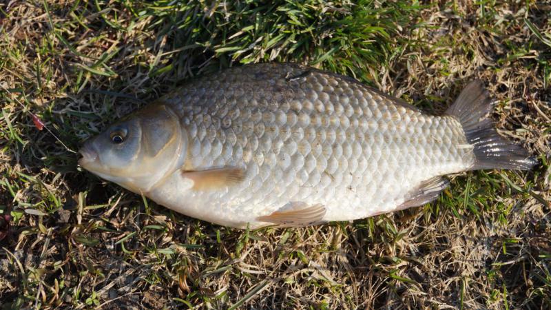 Прикрепленное изображение