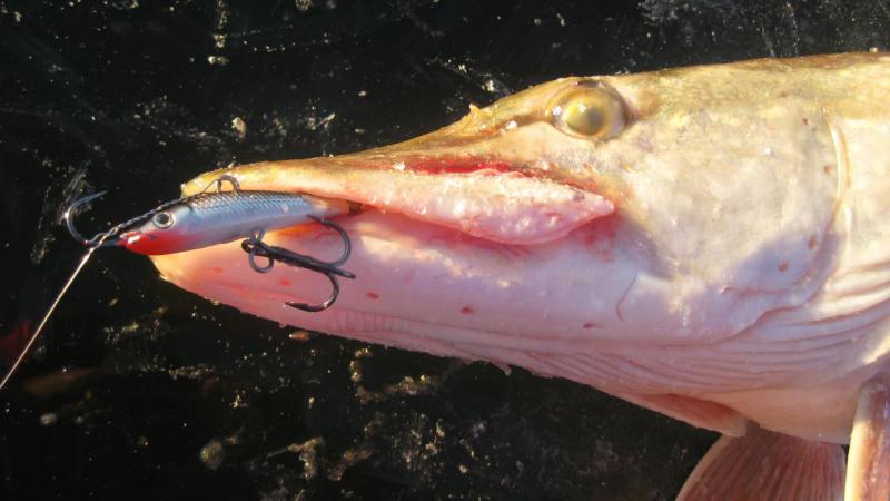 Прикрепленное изображение