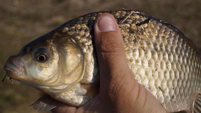 Прикрепленное изображение