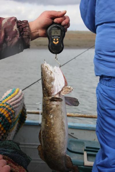 Прикрепленное изображение