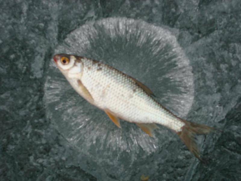 Прикрепленное изображение