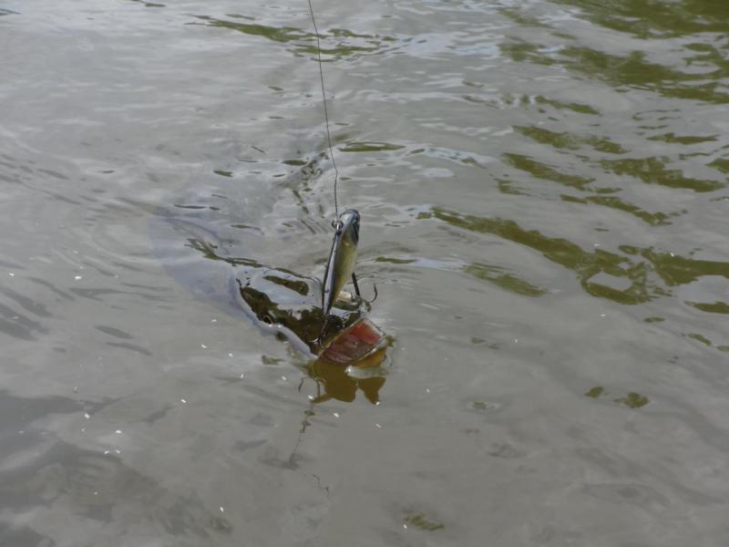 Прикрепленное изображение