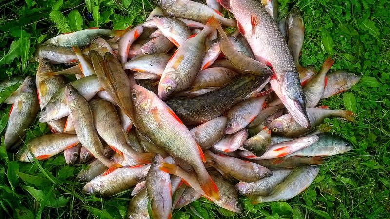 Прикрепленное изображение