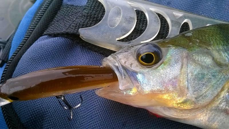 Прикрепленное изображение