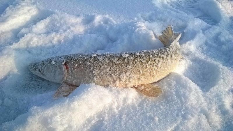 Прикрепленное изображение
