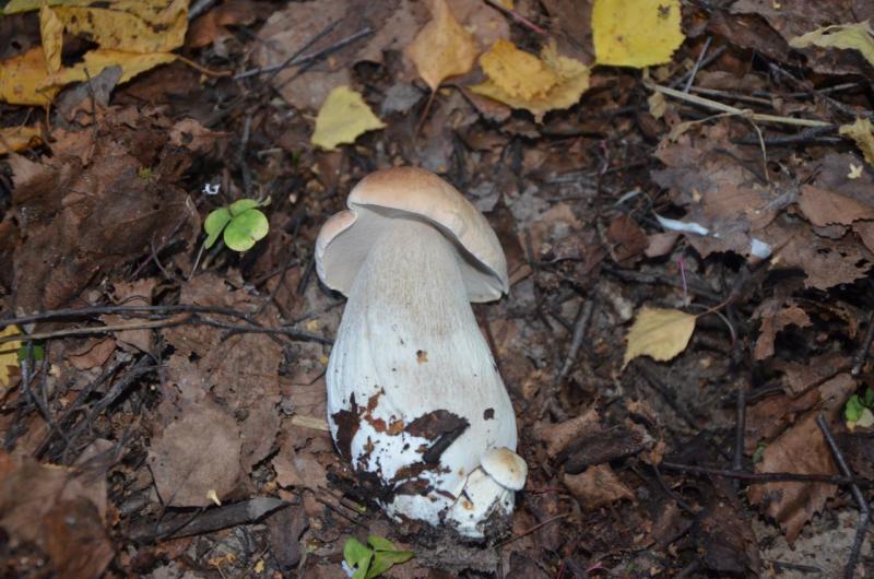 Прикрепленное изображение