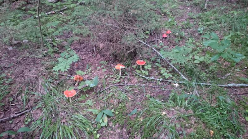 Прикрепленное изображение