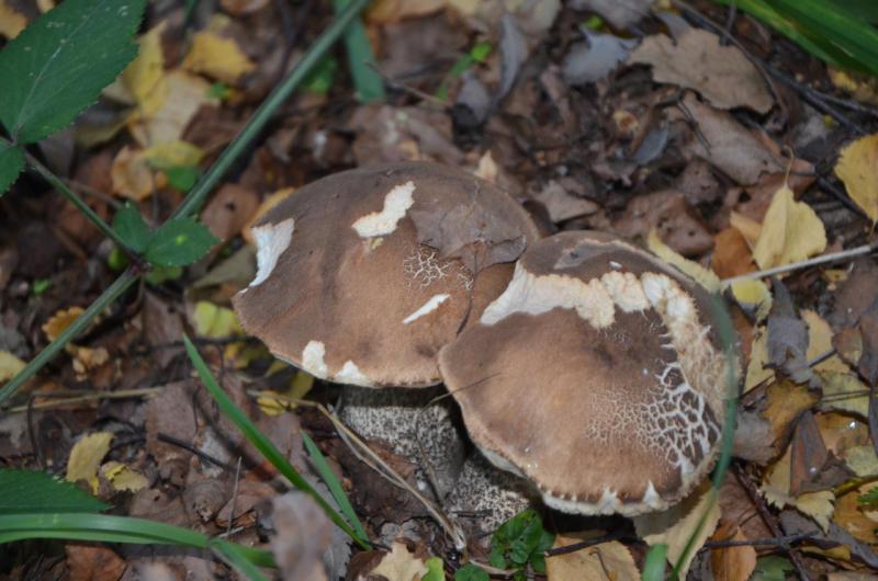 Прикрепленное изображение