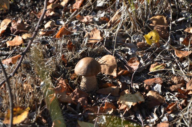 Прикрепленное изображение