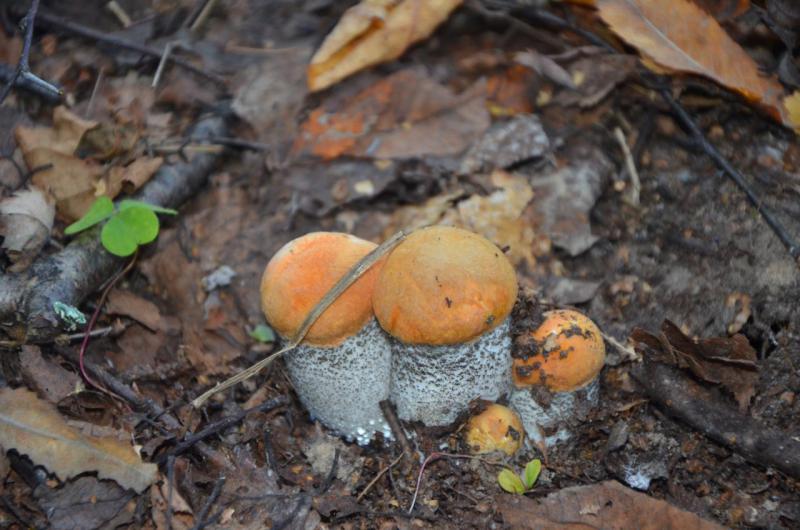 Прикрепленное изображение