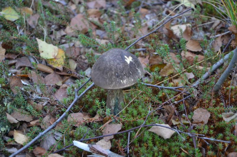 Прикрепленное изображение