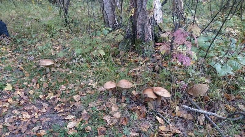 Прикрепленное изображение