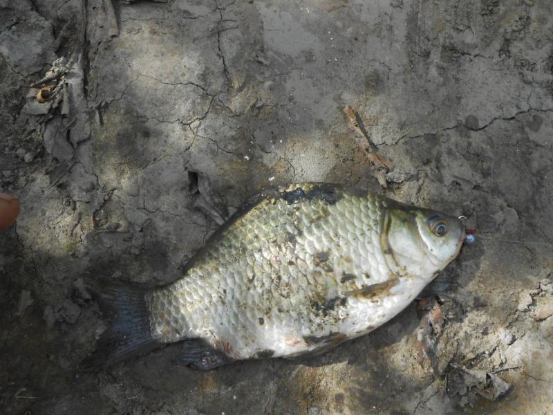 Прикрепленное изображение