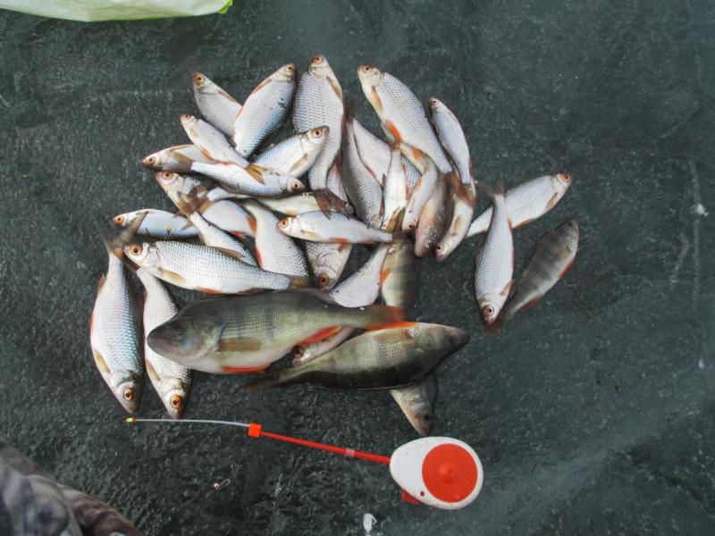 Прикрепленное изображение