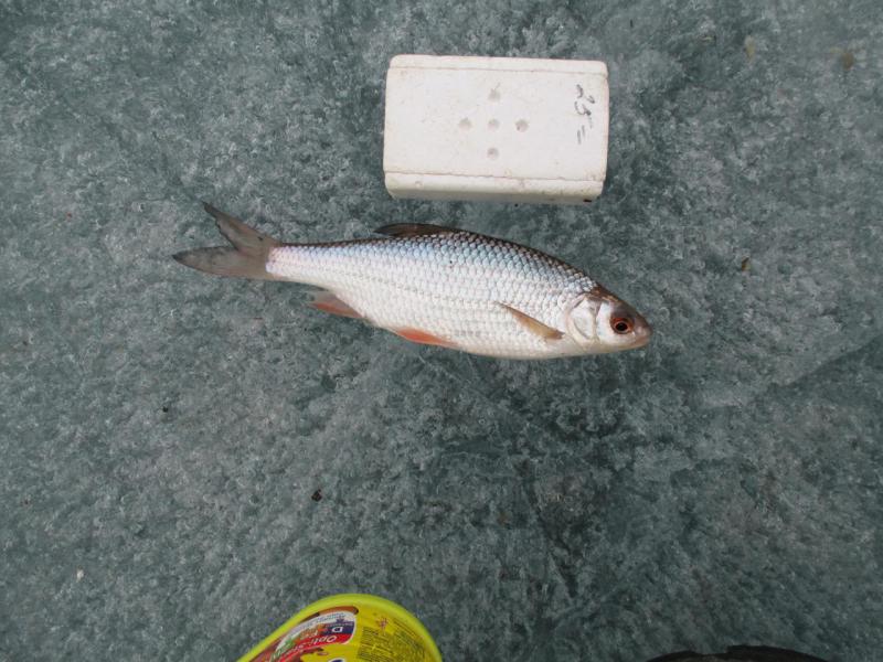 Прикрепленное изображение