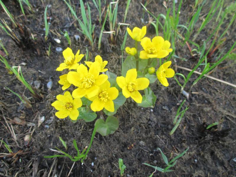 Прикрепленное изображение