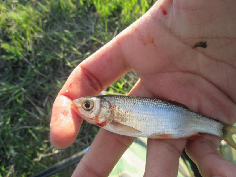 Прикрепленное изображение