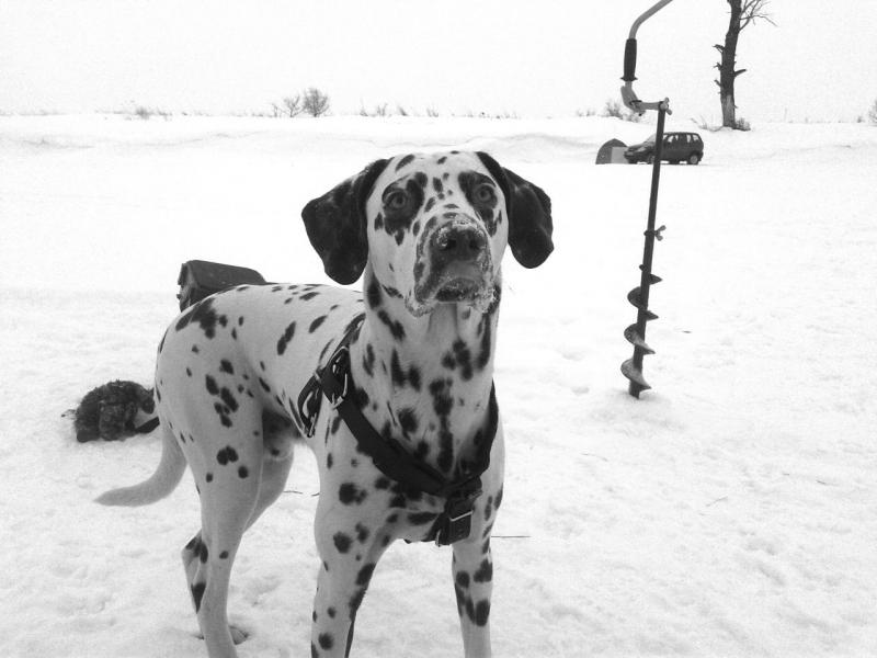 Прикрепленное изображение