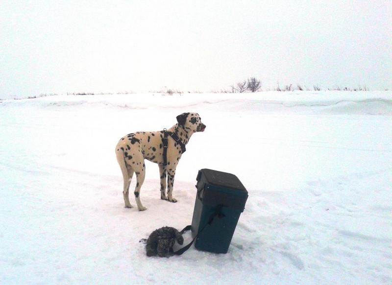Прикрепленное изображение