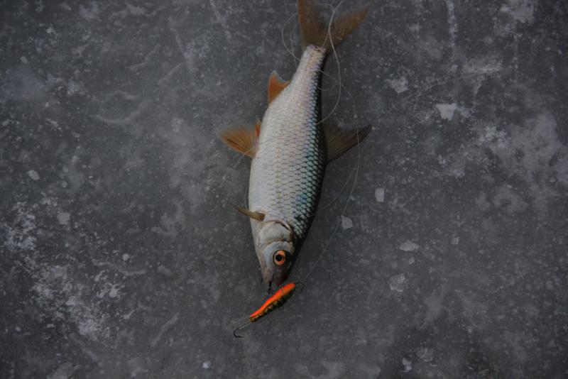 Прикрепленное изображение