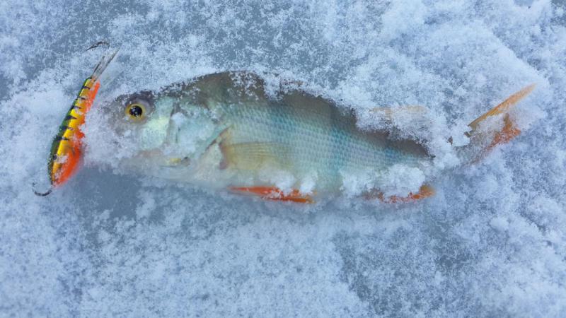 Прикрепленное изображение